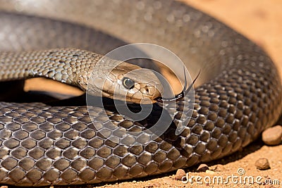 Eastern Brown Snake Stock Photo