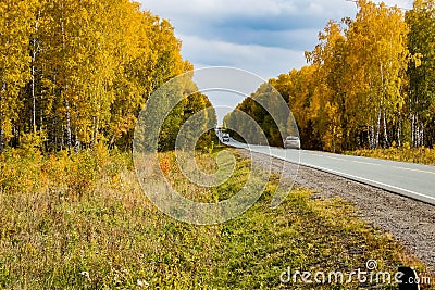 Highway between a beautiful yellow autumn forest, where a car passes at speed Stock Photo