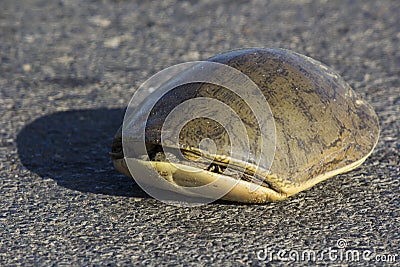 Highway Crossing - Scared Tortoise Stock Photo