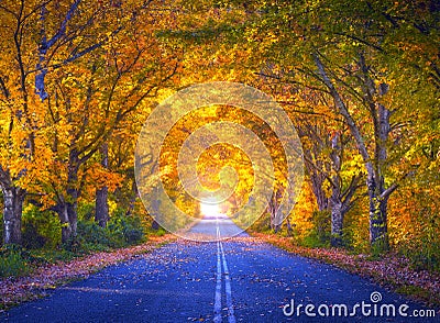 Autumn landscape with forest stream on sunny fall day Stock Photo