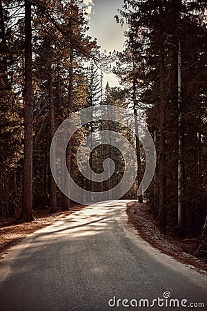 The highway between pine tree forest Stock Photo
