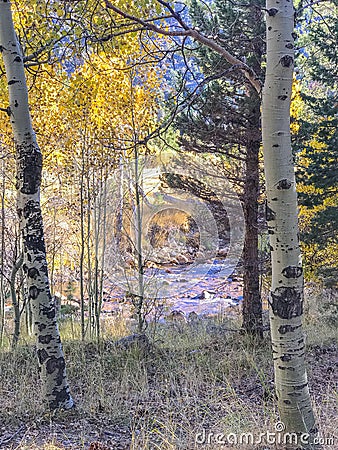 Aspen Trees through a trail in YNP Stock Photo