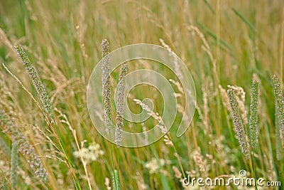 Flowering wild grass in a meadow - Poaceae Stock Photo