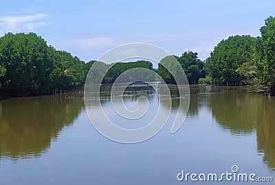 mangrove forest in Purworejo Cetral Java Indonesia Stock Photo