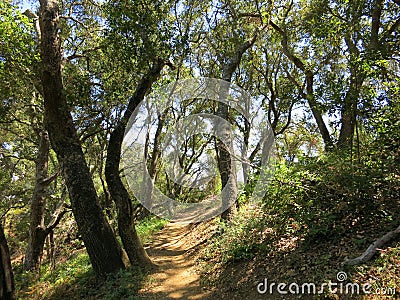 Hike path in forrest Stock Photo