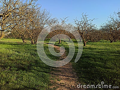 Hike path with trees Stock Photo