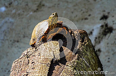 Hike of the Turtle Stock Photo