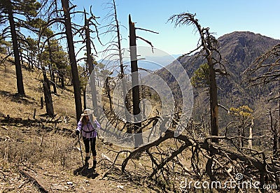 A Hiker Makes Her Way Through Forest Fire Devastation Stock Photo