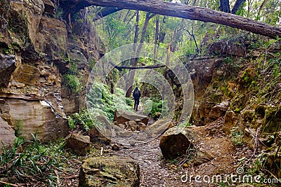 Hiker walking through cutting on the disused tramway on Box Vale walking track Mittagong NSW Australia Editorial Stock Photo