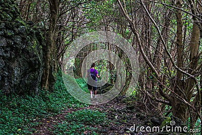 Hiker walking through the path in the forest at the Pico Island, Azores, Portugal Editorial Stock Photo