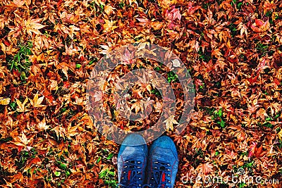 Hikers boots on the autumn leaves. Stock Photo