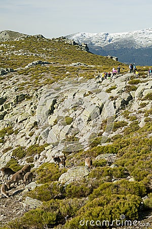 Hikers taking pictures of a herd of wild goats Editorial Stock Photo