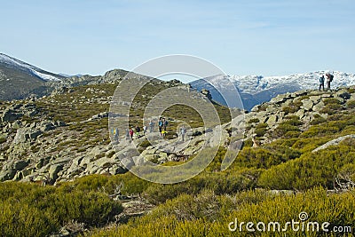 Hikers taking pictures of a herd of wild goats Editorial Stock Photo