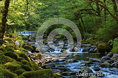 Hiking along Tanner Creek In the Columbia River Gorge Stock Photo