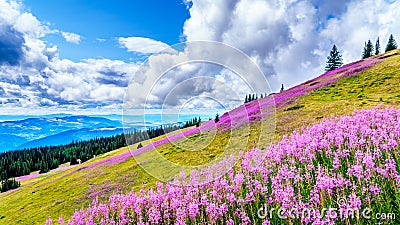 Hiking through alpine meadows covered in pink fireweed wildflowers in the high alpine Stock Photo