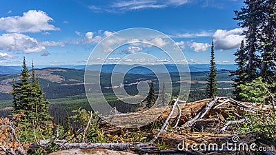 Hiking through alpine meadows and fallen trees Stock Photo