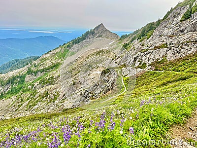 Hiking Amongst Mountains: A Trail with Vibrant Purple Flowers Stock Photo
