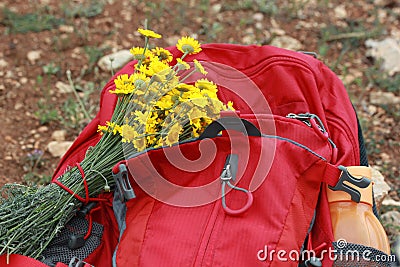 Hiking backpack, yellow daisies Stock Photo