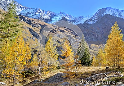 Hiking among beautiful golden larches in autumn Stock Photo