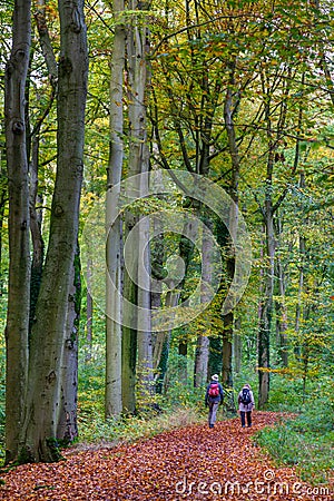 Hiking through the Dutch forest in uatumn colors Stock Photo