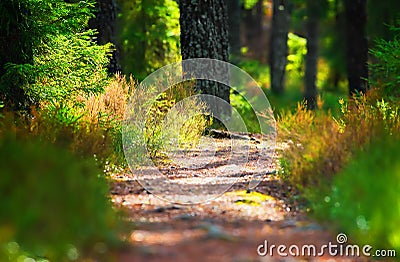 Hiking forest path through thick woods Stock Photo