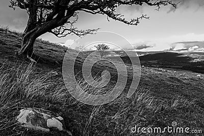 black and white of landscape Stock Photo