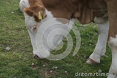 Hiking in Goldeck Austria; cows on pasture Stock Photo