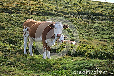 Hiking in Goldeck Austria; cows on pasture Stock Photo