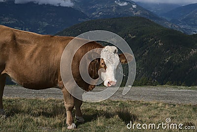 Hiking in Goldeck Austria; cows on pasture Stock Photo