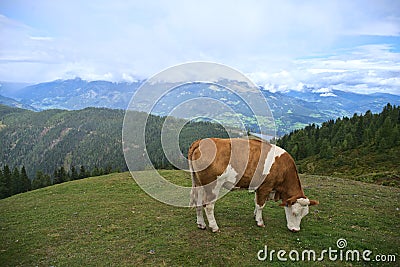 Hiking in Goldeck Austria; cows on pasture Stock Photo