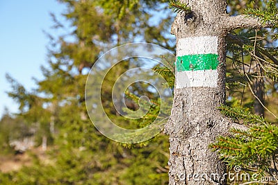 Hiking green trail sign on a tree Stock Photo