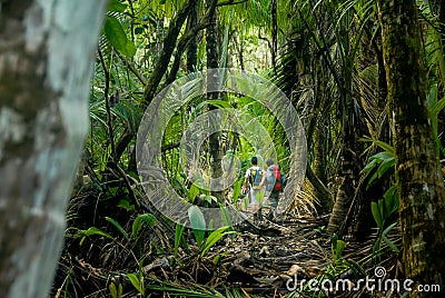 Hiking In the Jungle of the Corcovado Stock Photo