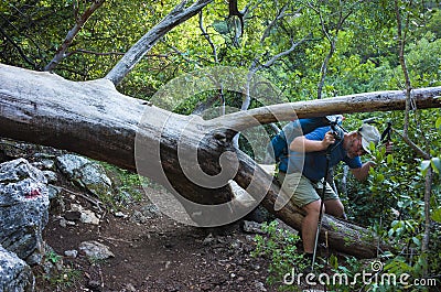 Hiking on Lycian way. Male hiker with backpack climbs between trunks of large fallen old tree in forest on Lycian Way Stock Photo