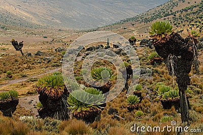 Hiking Mount Kenya Stock Photo