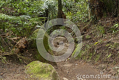 Hiking in New Zealand - North Island near Matamata Stock Photo