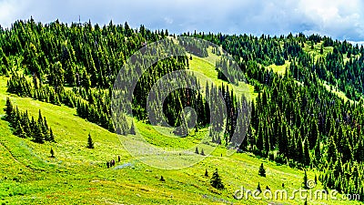 The Alpine fields and meadows surrounding Sun Peaks in British Columbia, Canada Stock Photo