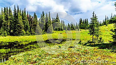 The Alpine fields and meadows surrounding Sun Peaks in British Columbia, Canada Stock Photo