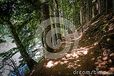 Hiking parh in the old forest. Stock Photo