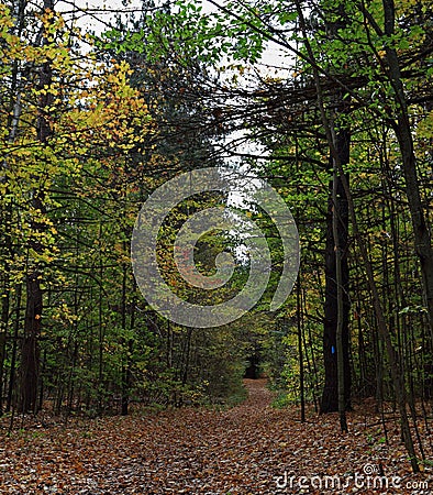 Hiking path with fallen leaves Stock Photo