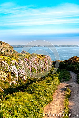 Hiking path with flowers and blue Sky Background in Cornwall, England, UK Stock Photo