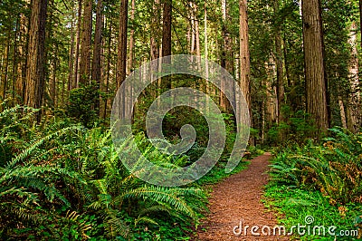 Hiking Path in Redwood Forest Stock Photo