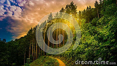 Hiking path and sunset in beautiful woods panoramic view, inspirational summer landscape in forest. Stock Photo