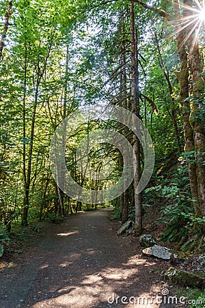 Hiking Path trough green Forest of in summer time Stock Photo