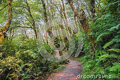 Hiking path through a verdant forest, Prairie Creek Redwoods State Park, California Stock Photo