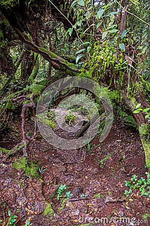 Hiking path wild muddy and wet through mossy rain forest Stock Photo