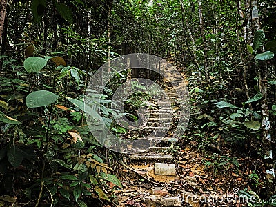 Hiking pathway in preserve jungle in Asia Malaysia. Stock Photo