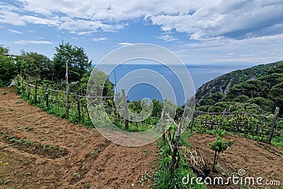 Hiking portofino san fruttuoso trail by the sea landscape vineyard Stock Photo