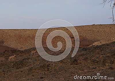 Hiking in Shehoret mountains, south Israel, gazelle stands near acacia tree Stock Photo