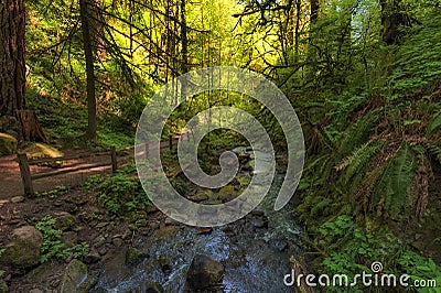 Hiking Trail along Balch Creek in Forest Park Stock Photo