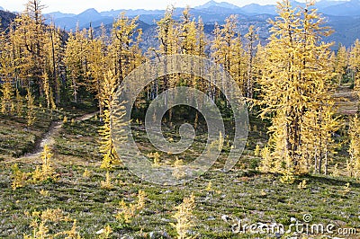 Hiking trail by alpine larches Stock Photo